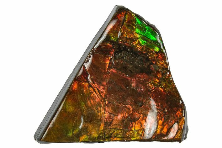 Iridescent Ammolite (Fossil Ammonite Shell) - Alberta #243000